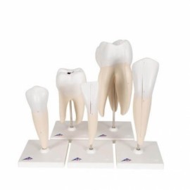 Serie de modelos dentales, 5 modelos-PuntoMedico- 3BS-D10
