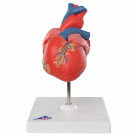 Modelo de plástico de corazónes clasico en 2 piezas con arterias-PuntoMedico- 3BS-G08