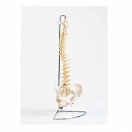 Modelo de columna-PuntoMedico- SA-PC-Spine