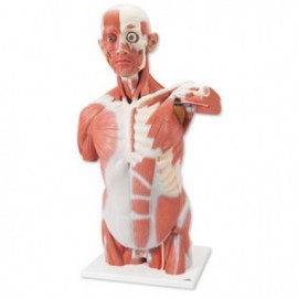 Torso con músculos de tamaño natural con 27 partes-PuntoMedico- 3BS-VA16