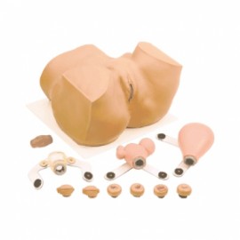 Maniquí Eva para ginecología (pelvis)-PuntoMedico- SIM-PP01900U