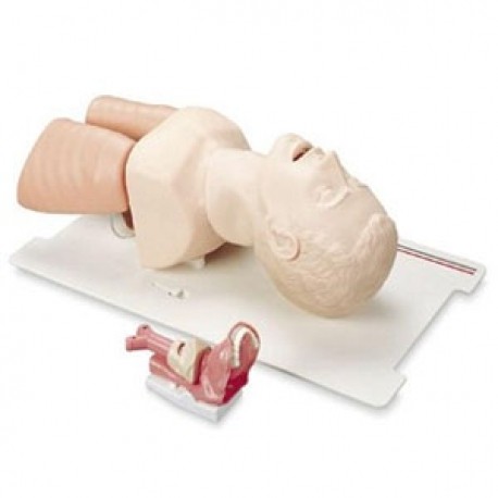 Maniquí de las vias respiratorias (parte superior del torso y cabeza)-PuntoMedico- LAR-25000033