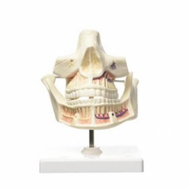 Modelo de anatomía humana, dentadura de adulto-PuntoMedico- 3BS-VE281
