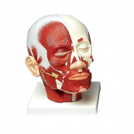 Musculatura de la cabeza-PuntoMedico- 3BS-VB127