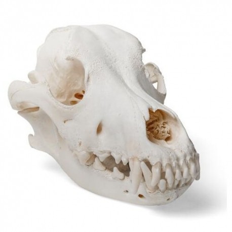 Cráneo auténtico de perro con maxilar inferior móvil-PuntoMedico- 3BS-T30021