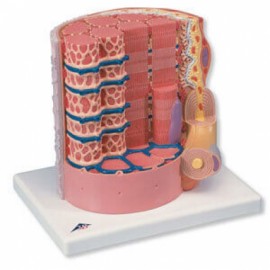 Fibra muscular - a 10.000 aumento MICROanatomy-PuntoMedico- 3BS-B60