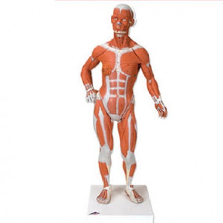 Figura muscular 1/3 de su tamaño natural-PuntoMedico- 3BS-B59