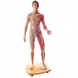 Figura completa doble sexo, 39 piezas-PuntoMedico- 3BS-B53