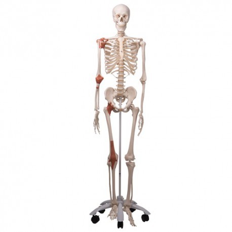 Esqueleto clásico "Leo" con ligamentos articulares, en soporte de 5 patas con ruedas-PuntoMedico- 3BS-A12