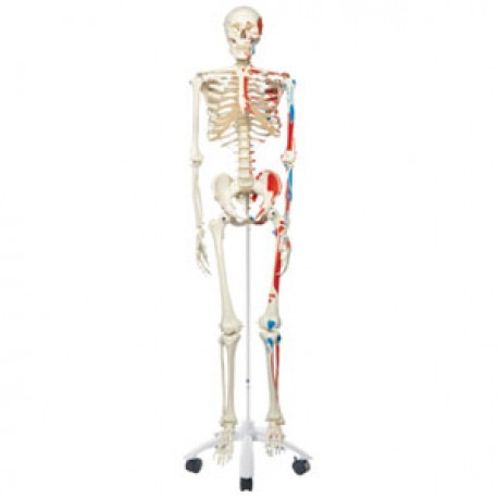 Esqueleto clásico Max, en soporte de 5 patas con ruedas-PuntoMedico- 3BS-A11