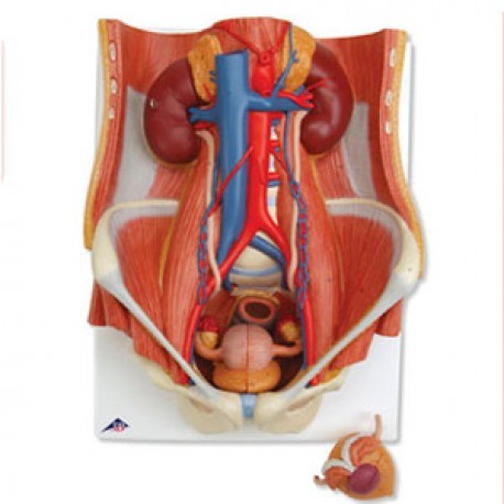 Sistema urinario de sexo dual, 6 piezas-PuntoMedico- 3BS-K32