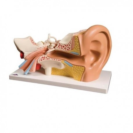 Modelo de oído, 3 veces su tamaño natural, 6 piezas-PuntoMedico- 3BS-E11